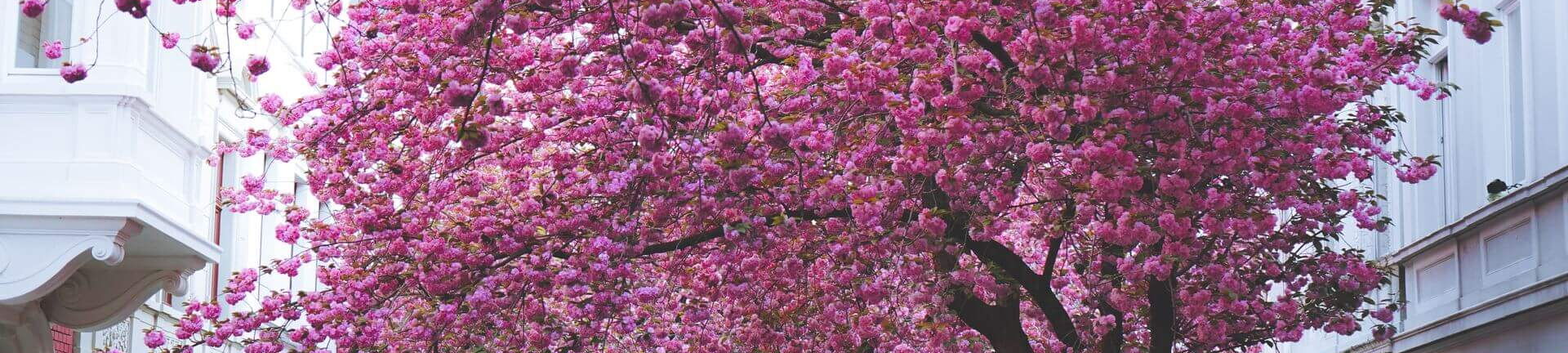 Kirschbäume blühen in den Straßen von Bonn