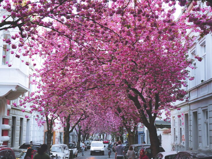 Kirschbäume blühen in den Straßen von Bonn